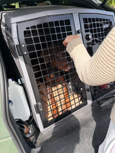 A person wearing a cream-colored sweater is reaching into a black metal dog crate that is inside the trunk of a vehicle. The dog crate has a grid pattern on the front and top. Inside the crate, there is a brown and tan dog lying on a patterned mat. Next to the dog crate, inside the trunk of the vehicle, there is a white and blue container, and a black and brown object. The location is the Folkestone and Hythe District, United Kingdom.