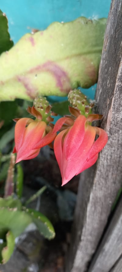 A close-up, vertical shot shows two pink and orange cactus flowers, still in bud form, with spiky green stems. A large, pale green cactus leaf with purple veins is visible in the blurred background, along with a wooden fence and a turquoise wall. The setting appears to be outdoors, possibly in the village of Tokusy, Kazakhstan.