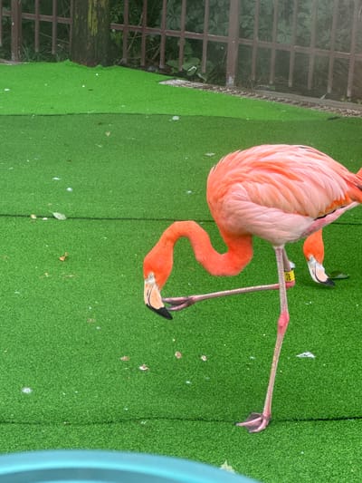 This image captures a close-up view of two pink flamingos standing on artificial turf. One flamingo in the foreground is bending its neck down to groom itself, with one leg tucked up. It has a yellow band on its leg. The second flamingo is partially visible in the background, also on the turf and dipping its head down. The environment appears to be an enclosure, with a wooden fence and greenery visible behind the birds. The artificial turf is a vibrant green, with a few scattered white specks, possibly feathers or debris. The lighting suggests it is daytime. The image's composition and subject matter do not provide any specific information that would link it to Pudong, China, or any other particular city.