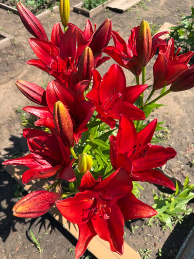 This is a close-up, overhead shot of a cluster of bright red lilies in bloom. The lilies are the primary subject, with many fully opened flowers and several buds in various stages of development. The flowers have six petals, with prominent stamens and pistils in the center. Some buds are pointed and deep red, while others are more rounded and have a yellowish-green hue with red speckles, indicating they are closer to opening.
The lilies are growing outdoors in what appears to be a garden bed. The ground is covered with dark, dry soil and scattered small green weeds. In the background, out-of-focus green foliage suggests other plants or the continuation of the garden. There are also hints of wooden planks or borders in the soil, possibly a raised bed.
The lighting suggests it is daytime, likely a sunny day, as evidenced by the bright illumination of the petals and the distinct shadows cast on the ground. The overall impression is one of vibrant natural beauty. There is no visible text in the image. The location context of Nezhinka, Russia, does not offer specific visual cues within the image itself.