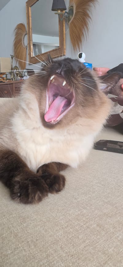 A close-up, eye-level shot captures a Siamese cat mid-yawn on a light-colored, textured sofa. The cat's mouth is wide open, revealing a pink tongue and sharp, white teeth. Its fur is a blend of light cream and dark brown, with darker points on its face and paws. The background shows a blurred interior scene with a mirror, a wall lamp, and a small white camera. The environment appears to be indoors, in a residential setting, likely a living room or lounge area. There is no indication of the specific location within Punta Hermosa, Peru.