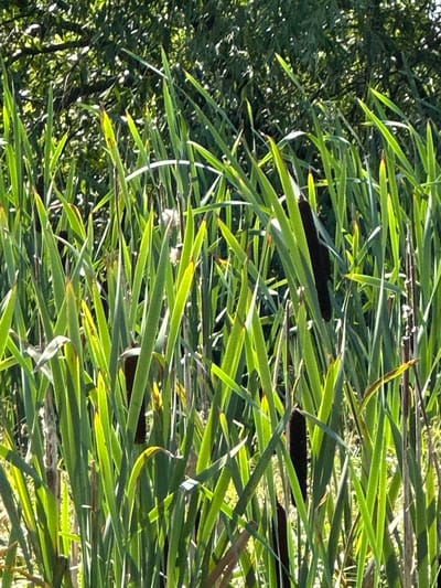 A close-up, eye-level shot captures a dense thicket of tall, green cattails with brown, sausage-shaped seed heads interspersed throughout. The cattails dominate the foreground, their long, strap-like leaves reaching upwards and overlapping each other. Sunlight filters through the leaves, creating bright highlights and casting shadows, giving the scene a vibrant, sun-drenched appearance. In the background, a soft blur of darker green foliage suggests trees or bushes. The image appears to be taken outdoors, likely in a natural environment such as a pond or marsh edge, consistent with the typical habitat of cattails. The location, Березки Снт (знамя Октября), Russia, indicates an outdoor setting within a dacha settlement, reinforcing the impression of a natural landscape. There are no people or animals visible in the frame. The focus is on the texture and form of the cattails and the play of light and shadow.