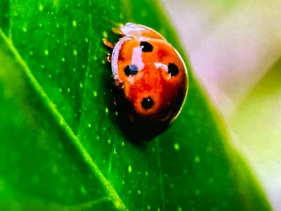 A macro photograph captures a ladybug with black spots on its orange shell, perched on a vibrant green leaf. The leaf exhibits a textured surface with scattered small yellow dots. The background is softly blurred, transitioning from green to a lighter, neutral tone. The image provides a close-up view of the insect and its immediate natural environment. There is no indication of human presence or any urban setting within the frame. The location of Keudebayu, Indonesia is not discernible from the visual information provided.