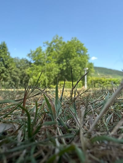 This media file shows a close-up, low-angle view of dry grass in the foreground, with a blurred background of lush green trees against a clear blue sky. The image is oriented vertically, with the grass blades extending upwards and to the left. Some of the grass appears dead or dry, with thin, wispy stalks.
In the background, a large, leafy tree is visible, its green foliage creating a soft, dappled effect. Beyond the tree, a hillside covered in vegetation can be seen, sloping downwards. The sky is a vibrant, cloudless blue, suggesting a sunny day. There are no people or specific objects clearly identifiable in the scene.
The overall impression is one of nature and the outdoors, likely taken during daytime given the bright sunlight and clear sky. The low angle of the camera places the viewer at ground level, emphasizing the texture and detail of the grass. The soft focus of the background adds depth and draws attention to the foreground elements. There is no visible text in the image. The scene is peaceful and serene, evoking a sense of a quiet, natural environment.