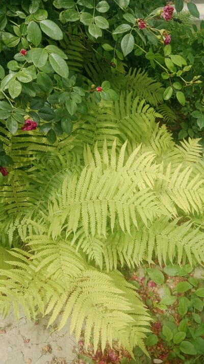 A close-up, eye-level shot captures a dense cluster of bright green ferns interspersed with dark green rose leaves and buds. Some of the ferns exhibit a lighter, almost yellow-green hue. The foreground shows a patch of dry, sandy ground with scattered rose petals. The image does not depict any people, animals, or specific structures, making it difficult to determine a precise location within Алмалыбақ, Kazakhstan beyond a general outdoor garden or natural setting.