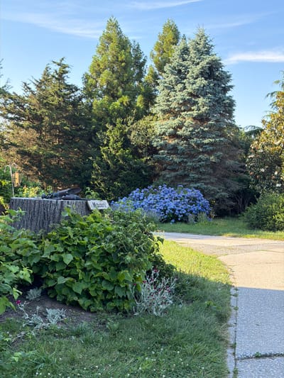 A sunlit outdoor scene depicts a garden with various plants and trees. In the foreground, a large tree stump is visible, topped with two metallic garden tools and a small white sign with the word "Macari" written on it. Lush green foliage surrounds the stump, with a cluster of bright blue hydrangeas blooming to the right of the stump. A paved pathway runs alongside the garden, curving towards the right side of the frame. In the background, several evergreen trees of varying sizes and shades of green are prominent, with a clear blue sky dotted with wispy white clouds above. The overall environment suggests a well-maintained garden space.