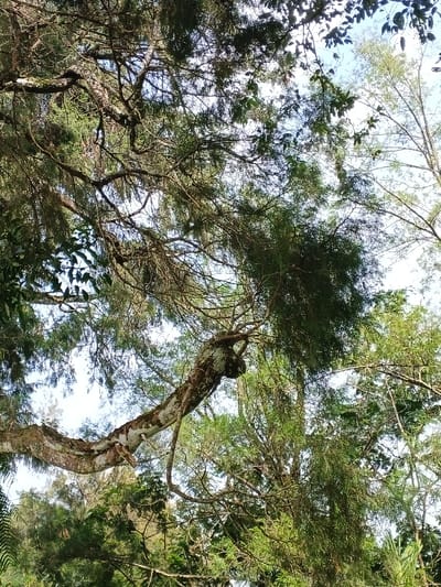 A low-angle shot captures a dense canopy of trees. A thick, curving branch stretches diagonally across the frame, partially covered in lichen. The branches are interwoven with various shades of green foliage, some appearing feathery. Patches of sky are visible through the leaves, suggesting a bright day. The overall impression is one of abundant natural growth and a lush forest environment.