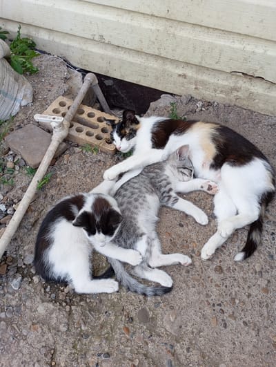Three domestic cats are sleeping together on a concrete surface next to a weathered, light-colored wooden structure and some gravel. The largest cat, a calico with patches of black, white, and tan, is lying on its side, curled around a smaller, grey tabby kitten. The tabby kitten is nestled against the calico cat's belly, with one paw draped over its body. Another kitten, black and white, is curled up on the left side of the calico cat, facing away from the viewer with its head tucked. A white pipe with a faucet is visible to the left of the cats, resting on some bricks and gravel. Green weeds are growing in scattered patches around the scene. The overall impression is one of peaceful repose in an outdoor, possibly semi-urban or rural, environment.