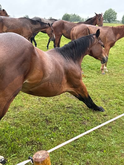 A group of brown horses are standing in a grassy field under a cloudy sky. The horse in the foreground is facing to the right, with its head lowered and its front legs extended forward. Its coat is a rich brown color, and its mane is dark brown and black. In the background, other horses are visible, some with their heads lowered to graze, and others with their heads raised, looking towards the viewer. The field is covered in green grass, and there are trees in the distance. The overall impression is one of a peaceful, natural setting. The image was taken in the city of Galinė, Lithuania.
