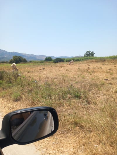 A side-view mirror of a vehicle shows a reflection of a person's legs wearing patterned shorts and a white shirt. Beyond the mirror, a sun-drenched, dry, grassy field stretches into the distance. Two tan cows are visible in the field; one is grazing on the left, and another is in the middle distance. In the background, rolling hills with sparse vegetation and a few trees are under a clear blue sky. The scene suggests a rural location, potentially in or near Zipari, Greece, given the dry, Mediterranean landscape.