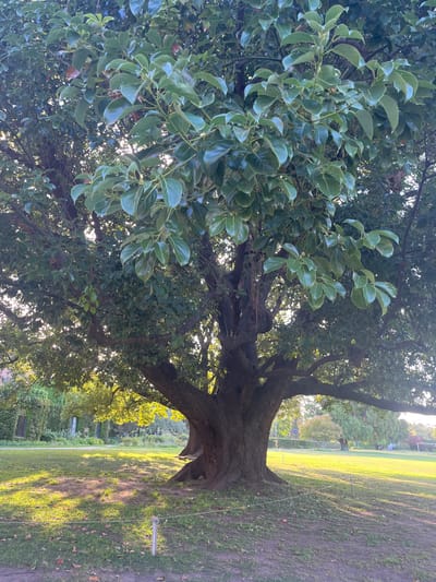A large tree with glossy, green leaves dominates the left side of the frame. Its thick, brown trunk stretches towards the right, revealing a glimpse of a grassy field and scattered trees in the background. A thin, white rope extends from the tree trunk, seemingly marking a boundary. The ground is a mix of grass and dirt, illuminated by dappled sunlight. Buildings covered in vines are visible behind the tree.