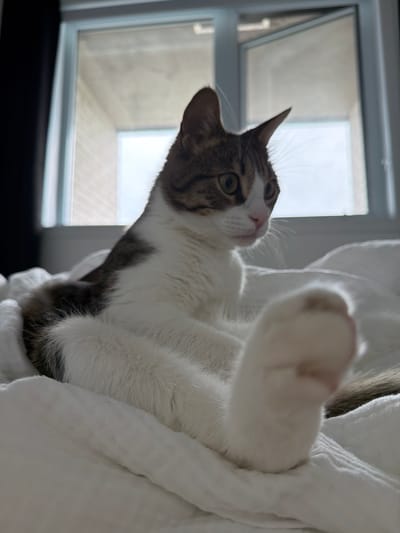 A domestic shorthair cat, primarily white with brown tabby markings on its head and back, is sitting on a white, rumpled blanket. The cat is facing to the right with its body angled slightly towards the viewer. One of its front paws is extended forward and in focus, appearing to reach towards the camera. The background shows a window with blinds, partially obscured by a dark curtain on the left. The scene suggests an indoor setting, possibly a bedroom. No location in Laval, Canada can be determined from the image.