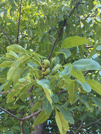 The image shows a close-up view looking upwards into the canopy of a walnut tree. The leaves are a vibrant green, with some showing signs of blemishes or spots. Several branches are visible, forming a dense network. In the center of the frame, two immature walnuts hang from a branch, encased in their green outer husks. The husks also display dark, irregular patches.
The lighting suggests it is daytime, with sunlight filtering through the leaves, creating dappled patterns and highlighting the veins within the foliage. The overall impression is one of lush, natural growth. The setting is implied to be outdoors, within a location where walnut trees are present, consistent with the provided location context of Orhei, Moldova. There are no people or explicit textual elements in the image.