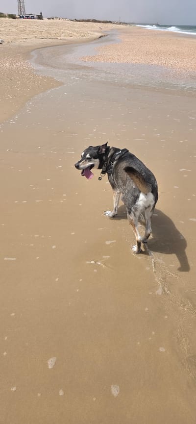 A dog is panting on a beach. The beach is sandy, and the tide is coming in. The location is in Hof Ashkelon Regional Council, Israel.