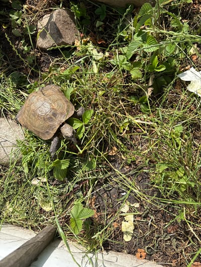 In Dubrovino, Russia, a tortoise is observed in a patch of overgrown grass and dry leaves, near a large, grey rock. The tortoise is positioned in the center-left of the frame, facing towards the right. Its shell is a mottled brown and tan with distinct concentric rings. Two of its legs are visible, one extended forward and the other back. The surrounding environment consists of dense green grass, some of which appears dry and yellowed, scattered dry leaves, and dark soil. In the lower left corner, a portion of a weathered wooden structure is visible. The lighting suggests a sunny day, with shadows cast across the scene.