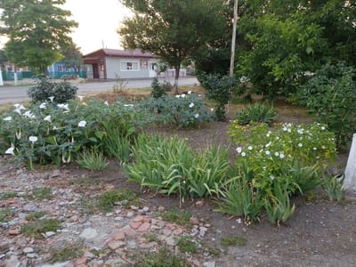 The image depicts a street-level view of a small building with a red roof, possibly a shop or kiosk, situated in Staroshcherbinovskaya, Russia. The building has grey walls, white trim around the windows, and a covered entrance with a sign. Adjacent to the building, and in the foreground, is a garden bed filled with various plants. Prominent white trumpet-shaped flowers are in bloom, along with other greenery. The ground in front of the garden bed is covered with small stones and gravel, with some broken pieces of brick mixed in. A paved road runs along the side of the garden. In the background, trees and residential buildings can be seen, suggesting a residential or commercial area within the town. The lighting suggests it is daytime, possibly late afternoon or early morning due to the soft light. There are no people visible in the frame.