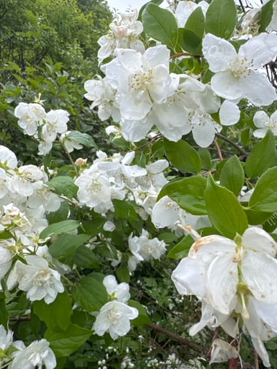 The image shows a close-up of a flowering bush with white blossoms and green leaves, likely in a garden setting. The flowers appear delicate, with some petals showing signs of wilting or damage. Water droplets are visible on the petals and leaves, suggesting recent rain or dew. The background is blurred, with hints of more foliage and a greyish sky, indicating an outdoor environment. There are no people or animals visible in the image. The location of Подолино Ст, Russia is not evident from the visual information presented in the image.