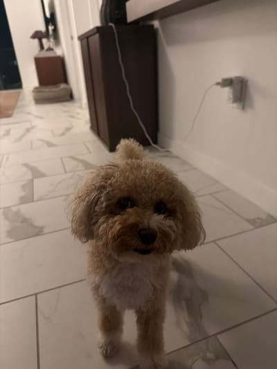 A tan-colored poodle mix stands in a hallway with tiled flooring. The dog is facing the camera, with its head tilted slightly. The hallway is lit by overhead lights, casting shadows on the floor. A dark wood cabinet is visible in the background, along with a white wall with an electrical outlet. The scene appears to be in a residential setting, possibly a home in Boca Raton, Florida.