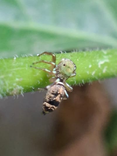 A small spider rests on a green stem. The spider has a light green cephalothorax and a brown and black striped abdomen. The stem has small white hairs. The background is blurred. The location is Pie, Indonesia.