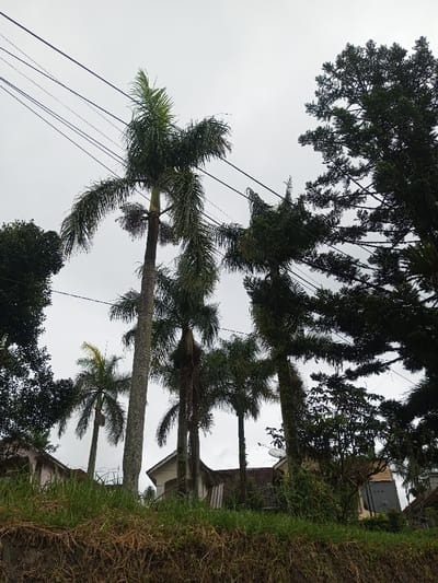Several tall, slender palm trees punctuate a skyline overcast with gray skies. Power lines stretch across the upper portion of the scene, intersecting the trees. A large evergreen stands to the right. Houses with dark roofs are nestled amongst the foliage, partially obscured by a grassy bank in the foreground. The overall mood is muted due to the diffused light and subdued colors.
