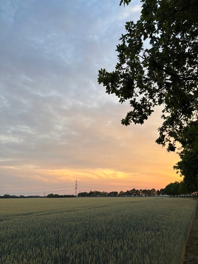 A vast, green wheat field stretches towards the horizon under a sky transitioning from pale grey clouds to vibrant orange and yellow hues of sunset. Silhouetted against the colorful sky, a line of trees forms the distant edge of the field, interspersed with power pylons and utility lines. In the foreground, the branches and dark green leaves of an oak tree overhang the scene from the upper right corner. The image depicts a rural landscape, potentially on the outskirts of Poing, Germany, at dusk. There are no people or animals visible in the frame.