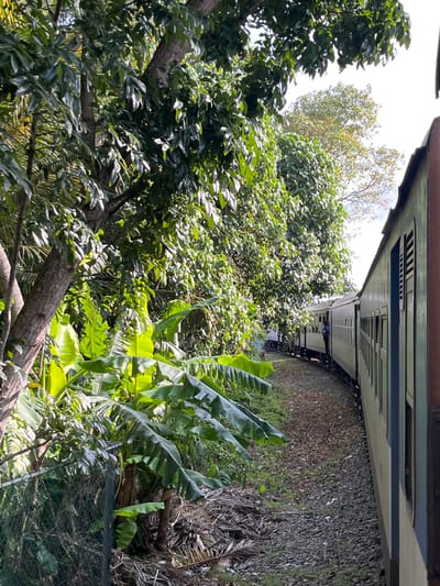 An outdoor, eye-level shot captures a train traveling along a curved track on a sunny day. The train is a light green color with white accents and has several open windows, with a person visible standing in one of them. The train is on the right side of the frame, and its carriages extend into the distance. The track is surrounded by gravel and foliage. Lush green trees and banana plants line the left side of the track, creating a dense canopy. Sunlight filters through the leaves, casting dappled shadows. In the foreground, a dark green mesh fence runs along the edge of the foliage. The image appears to be taken in Kalutara, Sri Lanka, a coastal city known for its scenic train routes that wind through tropical vegetation.