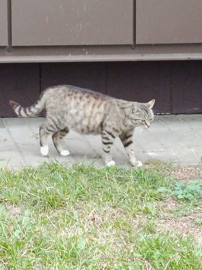 A tabby cat with white paws walks on a paved surface next to a grassy area. The cat is facing right and appears to be looking down. The background consists of a dark structure with horizontal lines, possibly a building wall. The scene is outdoors in what appears to be a residential or public area.