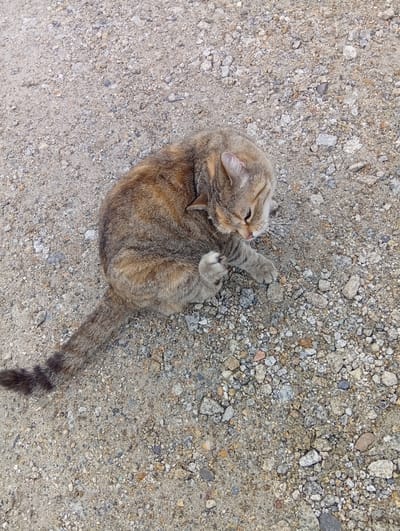 A dappled brown and grey cat is seen from a high angle, lying on a gravel surface in Kiełczów, Poland. The cat is curled up, facing towards the lower right of the frame, with its right paw raised as if grooming or scratching its face. Its tail extends towards the lower left. The ground is composed of small grey, white, and some reddish stones mixed with sand. The lighting suggests it is daytime, with no strong shadows indicating direct sunlight.