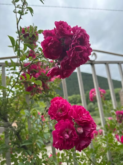 In Bavra, Georgia, a close-up, low-angle shot captures a cluster of vibrant magenta roses climbing a trellis against a backdrop of a cloudy sky and a distant hillside. The roses are lush and full, with many petals creating a ruffled appearance. The thorny stems and green leaves of the rose bush are visible, with some leaves showing signs of minor damage. A white metal railing, part of the trellis, runs horizontally across the mid-ground, partially obscuring the view of the landscape beyond. The hillside in the distance is covered in green foliage, suggesting a rural or mountainous setting. The overall lighting is soft, consistent with an overcast day.