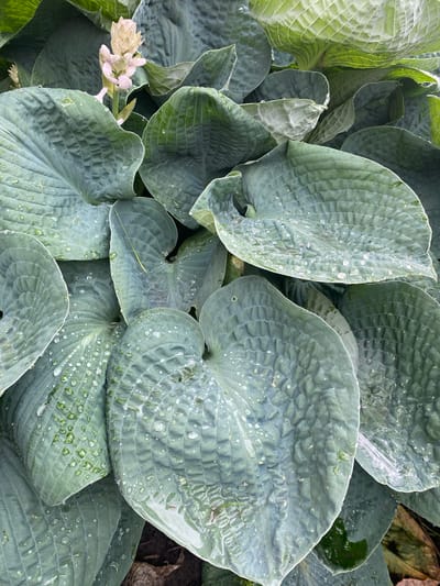 This media file is a close-up, overhead shot of hosta plants, focusing on their large, blue-green leaves. The leaves are covered in numerous water droplets, suggesting recent rain or dew. The texture of the leaves, with their prominent veins, is clearly visible, and some leaves appear slightly curled or cupped. In the lower left portion of the image, a cluster of pale pink hosta flowers is in bloom, adding a delicate contrast to the broad leaves. The background is softly blurred, with hints of dark soil and some dried leaves visible, indicating an outdoor garden setting. The lighting suggests it might be daytime, possibly overcast or after a rain shower, given the way the water droplets are scattered and the overall diffused light. There is no visible text. The scene evokes a sense of natural beauty and the freshness of a garden after precipitation. The location context is Pointe-Claire, Canada.