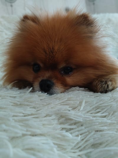 A close-up, eye-level shot shows a fluffy, light brown Pomeranian dog lying on a cream-colored, shag rug. The dog's head is resting on its paws, with its face facing forward and slightly down. Its dark eyes are looking down, and its nose is dark and wet. The dog's fur is voluminous and appears soft. The background is out of focus, showing a hint of a bright, possibly white, surface. There is no indication of the city of Trudovoye, Russia, in this image.