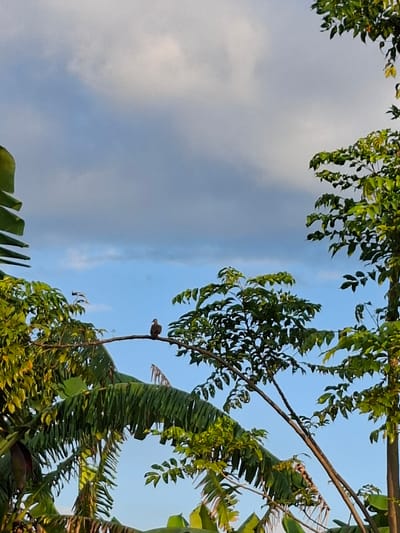 The image, likely taken in Lodtunduh, Indonesia, shows a view looking up towards the sky, framed by trees and foliage. A bird is perched on a thin branch, positioned roughly in the center of the frame. Above the bird, the sky is visible with varying degrees of cloud cover. The trees are filled with green leaves. The overall composition suggests a natural, outdoor setting.