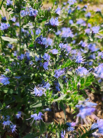 This is a close-up, natural light photograph of a cluster of blue flowers with green stems and leaves. The flowers have delicate petals and prominent white stamens. The background is softly blurred, suggesting a shallow depth of field. The flowers appear to be growing in a natural environment, with hints of dry earth and other vegetation visible. There are no people or animals present in the image. The scene depicts a patch of flowering plants in what appears to be a garden or a meadow.