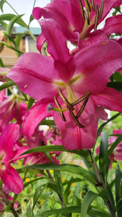 A close-up, vertical, outdoor, eye-level shot captures a cluster of vibrant pink lilies in a garden setting in Солнечная Поляна-3 Снт, Russia. The lilies, with their prominent dark brown stamens tipped with light purple pistils, are wet, indicating recent rain or watering, with visible water droplets on their petals and leaves. The background is softly blurred, revealing green foliage and hints of yellow flowers, suggesting a sunny day. The scene is dominated by the large, intricate blooms of the lilies, showcasing their delicate textures and bold coloration.