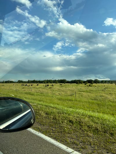 The image, taken from inside a vehicle in the city of Volnoye, Russia, shows a pastoral landscape under a cloudy sky. A herd of cattle is grazing in a green, grassy field. The foreground features the side mirror of the vehicle and the asphalt road with a white line. The middle ground is dominated by the expansive field and the scattered herd of cows. In the background, a line of trees forms a natural border to the field, and beyond that, the sky is filled with dramatic, textured clouds. The overall scene evokes a sense of rural tranquility.