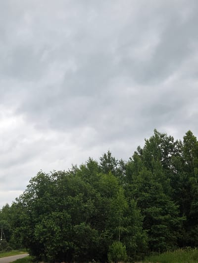 A dense forest with lush green trees dominates the lower half of the image. The trees are varied in height and species, creating a textured canopy. Above the trees, a heavy overcast sky fills the upper portion of the frame with soft, diffused light. In the lower left corner, a sliver of a paved road is visible, curving into the frame, suggesting a rural or roadside location. The overall atmosphere is subdued and natural, characteristic of a cloudy day in a forested area. The scene is located in Frolovo, Russia.