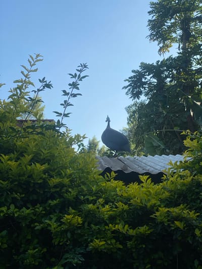 The image depicts a single Helmeted Guineafowl (Numida meleagris) standing on a light grey corrugated metal roof, partially obscured by dense green foliage in the foreground. The bird, characterized by its dark body with white spots and a distinctive head casque, faces left with its head slightly turned towards the right. Above the roof and foliage, a clear, light blue sky is visible. Various trees, including a tall papaya tree, form the background on the right side. The scene is outdoors, brightly lit, and takes place in Kianyaga, Kenya. No people are present.