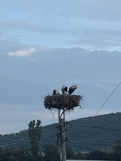 The image depicts a stork's nest constructed on a utility pole in Strelcha, Bulgaria. Three storks are visible within the nest, which is made of twigs and other natural materials. The sky is overcast with light clouds, suggesting it is daytime, possibly morning or late afternoon. In the background, a densely forested mountain slopes upwards, with utility wires crisscrossing in front of it. The scene appears peaceful and serene, with the storks resting in their elevated home. There is no visible text in the image.