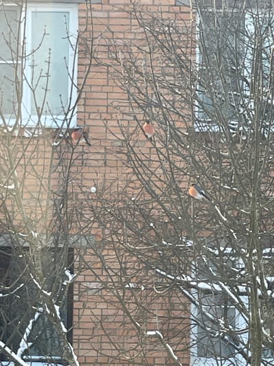 The scene depicts a winter exterior in the city of Syasstroy, Russia. Four bullfinches (Pyrrhula pyrrhula) are perched on the bare, snow-dusted branches of a deciduous tree, obscuring parts of a multi-story brick building in the background. The building features red-brown bricks and multiple white-framed windows, with at least two distinctly visible: one in the upper left and another partially visible in the lower right. The birds display characteristic red breasts, black caps, and grayish-white underparts. One bullfinch is positioned in the upper left, another centrally near the top, a third in the mid-right, and a fourth in the lower right section of the image. Patches of snow are visible on various branches, indicating cold weather conditions.