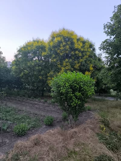 The image depicts an outdoor scene with lush vegetation and an urban backdrop. In the foreground, a patch of dry, matted grass lies to the right of a tilled garden bed. Several small, manicured green bushes are scattered across the garden. A larger, bushy green plant stands to the left of a prominent tree that is covered in clusters of yellow flowers, giving it a vibrant, almost explosion-like appearance. Behind this flowering tree, other trees with dense green foliage can be seen, and further in the distance, a light-colored, multi-story building hints at an urban setting. The sky above is a pale, clear blue, suggesting either early morning or late evening. The overall impression is of a park or garden area within a city.