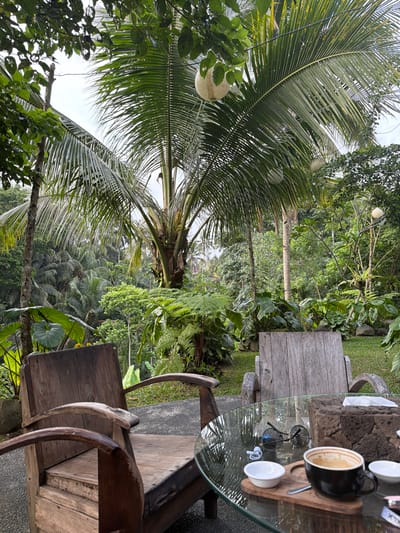 The image displays an outdoor seating arrangement within a lush tropical environment, located in the city of Tegal Suci, Indonesia. In the immediate foreground, a round glass-top table features a black mug containing the residual foam of a beverage, possibly a latte, resting on a small wooden coaster. Alongside it are a silver spoon, two small white ceramic bowls, a pair of dark-rimmed sunglasses, and white in-ear headphones. A dark, textured, possibly stone, tissue box holder with white tissues is also on the table. To the left, a weathered wooden armchair with curved armrests is visible, situated on a grey, stippled paved surface. Another similar wooden armchair is positioned to the right, facing away from the viewer, on a patch of manicured green grass. The background is dominated by dense tropical foliage, including numerous large palm trees with long fronds. Several spherical, light-colored decorative lanterns are suspended amongst the fronds of the central palm tree. The overall sky is overcast. No individuals are present in the scene.