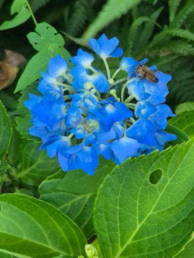 A close-up, vertical shot captures a cluster of vibrant blue hydrangea flowers in bloom. A bee is perched on one of the petals, its body striped with brown and yellow. The surrounding leaves are a lush green, with one leaf in the foreground showing a small hole. The background is a soft blur of more green foliage, suggesting a natural or garden setting. The image was taken in Trier, Germany.