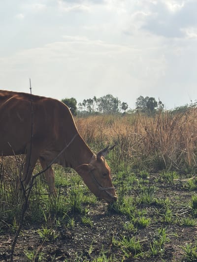 A brown cow is grazing in a grassy field with dry straw and some burnt vegetation. In the background, there are trees and a hazy sky with clouds. The image appears to have been taken in Thaiyur, India.