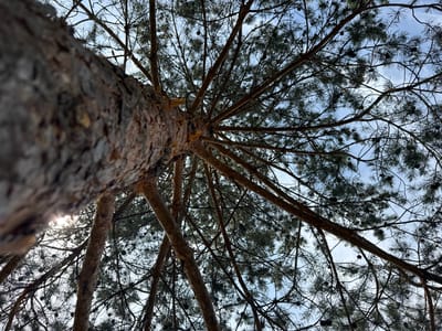 A low-angle, wide shot looks up through the branches of a pine tree in Golyanovo, Russia. The bark of the main trunk is rough and textured, with shades of brown and gray. The trunk extends diagonally from the left foreground into the upper right of the frame. Numerous branches spread out from a central point, forming a dense canopy against a light blue sky with wispy white clouds. The branches are thin and dark, with clusters of green pine needles and small, dark pinecones visible throughout. The sun is partially visible through the branches on the left side of the image, creating a bright glare.