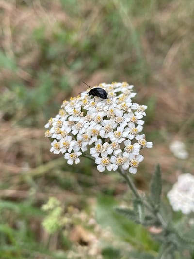 A black beetle is perched on a cluster of small white flowers with yellow centers. The flowers are arranged in a flat-topped cluster, characteristic of yarrow. The background is a soft blur of green and brown foliage, suggesting an outdoor, natural setting. The image is a close-up shot, focusing on the insect and the flower. No specific location in the city of Cahul, Moldova, can be determined from the visual information provided.