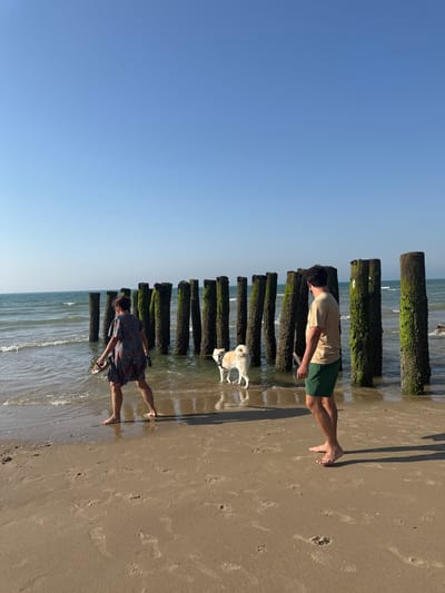 The image depicts a beach scene in Wissant, France, under a clear blue sky. In the foreground, a sandy beach leads to the water's edge where gentle waves are present. A woman, viewed from behind and mid-stride, is walking towards the water, carrying a pair of sandals in her left hand. She is wearing a dark, patterned dress. To her right and further into the water, a dog with light-colored fur is standing. Further to the right, a man, also viewed from behind, stands on the beach, wearing a beige t-shirt and green shorts. He is looking out towards the water. In the midground, a series of weathered wooden posts, covered in green algae, extend from the water and into the distance, forming a breakwater. The overall environment is serene, with the sun casting shadows on the sand.