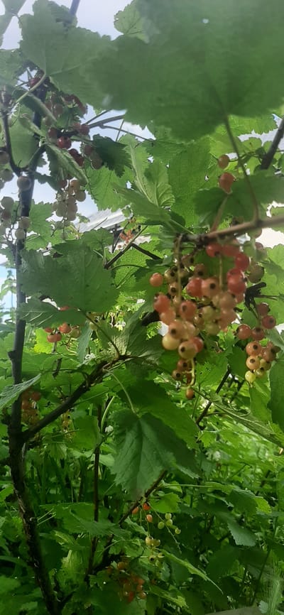 The image depicts a close-up view of a red currant bush laden with ripening berries. The berries are a mix of pale green, yellow, and red, indicating they are in various stages of ripeness. They are clustered on thin stems, hanging down from branches. Large, green leaves of the currant bush surround the berries, some of which are slightly out of focus. In the background, out of focus, is a structure that appears to be a greenhouse or similar building with a roof. The scene is set outdoors, under what appears to be a cloudy sky. The overall impression is of a garden or agricultural setting, possibly a vineyard or farm, given the presence of the greenhouse structure. The specific location in Yessentukskaya, Russia is not directly evident from the visual information in the image itself, but the description is provided as requested.
