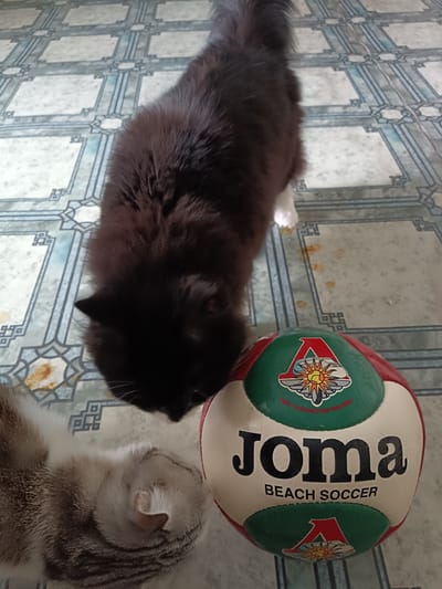 The image shows two cats and a beach soccer ball on a floor with a patterned tile design. The floor tiles are light gray with a blue geometric pattern. In the foreground, a fluffy black cat is sniffing the beach soccer ball. The ball is red, green, and white with the text "JOMA BEACH SOCCER" clearly visible. Above the text, there is a logo with a red 'A' shape and a sunburst graphic. To the left of the black cat, a tabby cat is lying down with its head tucked into its body, appearing to be asleep or resting. The overall scene suggests a casual indoor setting, possibly a home, with the cats interacting with the ball. The lighting appears to be natural, suggesting daytime. There are some brown stains on the floor near the black cat. The location context is Miasskoye, Russia.