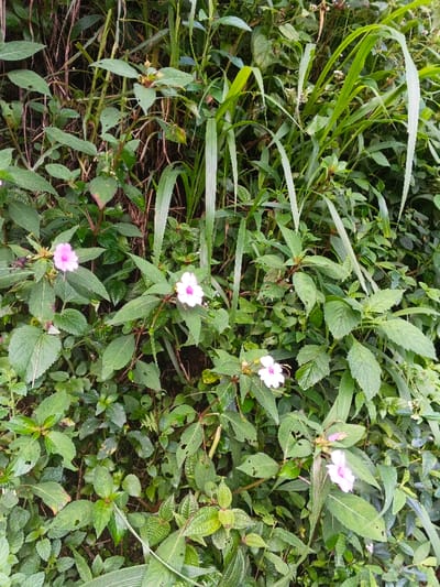 A dense patch of foliage with various shades of green. Several pink and white flowers are dispersed amongst the leaves. Narrow blades of tall green grass intermingle with the broader leaves. The plants exhibit diverse textures and sizes, filling the entire frame, with some leaves showing signs of insect damage.
