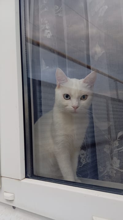 A white cat with heterochromia (one blue eye, one yellowish-green eye) sits behind a window, partially obscured by sheer curtains with a floral pattern. The cat is facing the camera, its gaze directed forward. The window frame is white. The scene is indoors, with the environment outside the window unclear due to the curtains and reflections. No specific location in Baksan, Russia can be identified from the image.